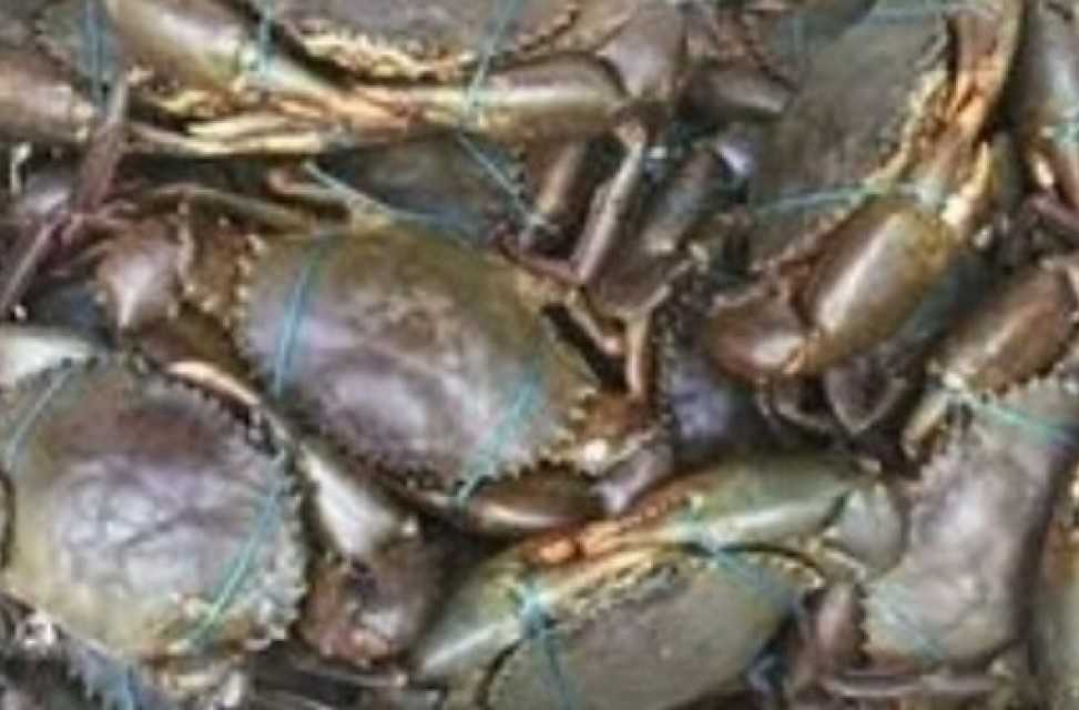 Fresh Live Mud Crabs - Best Price, Wholesale Supplier